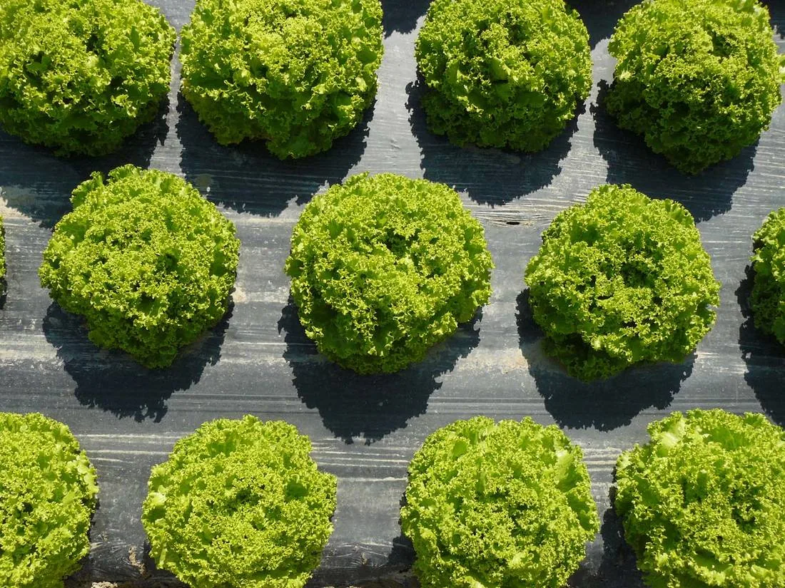 Empaques compostables para agricultura